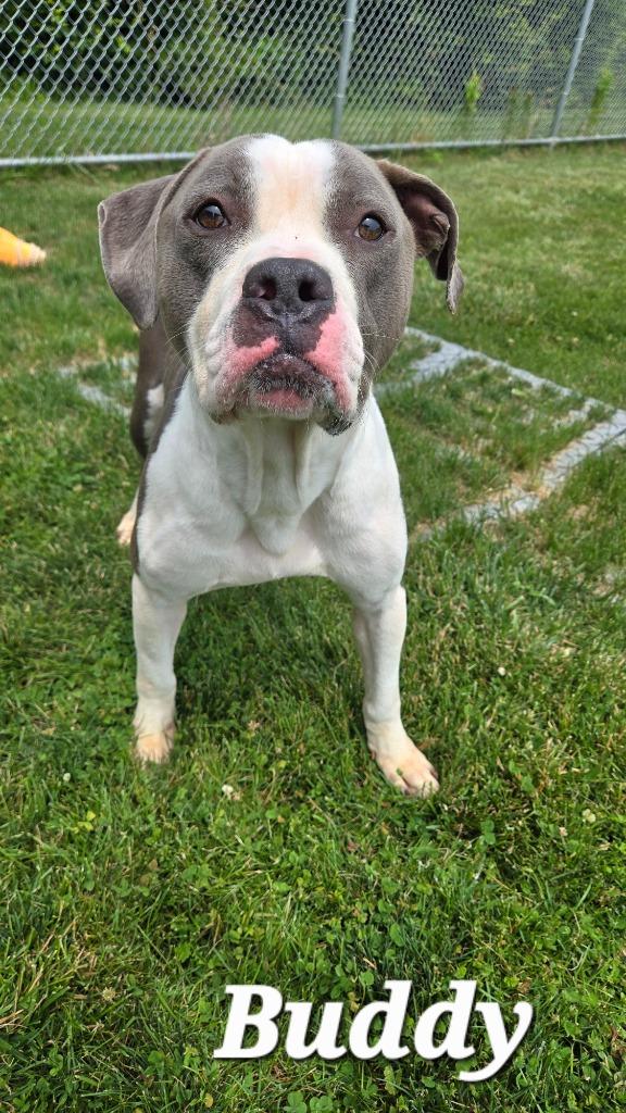Buddy Yrly 223, a Adoptable mixed breed in Sidney, OH image 3/6