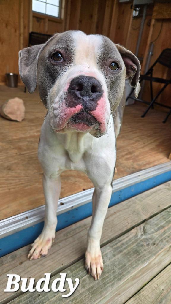 Buddy Yrly 223, a Adoptable mixed breed in Sidney, OH image 4/6