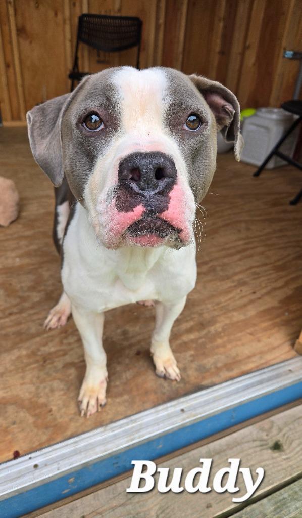 Buddy Yrly 223, a Adoptable mixed breed in Sidney, OH image 5/6