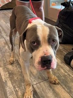 Buddy Yrly 223, a Adoptable mixed breed in Sidney, OH image 6/6