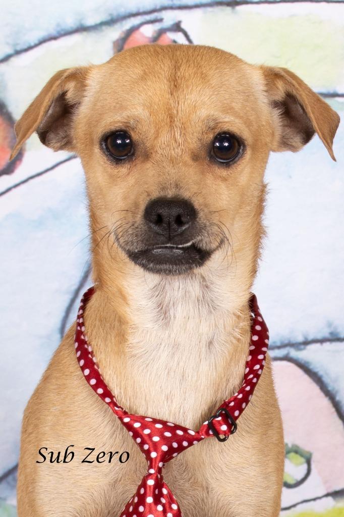 Enlarge Sub Zero, a Adoptable mixed breed in Gilbert, AZ image 1/3