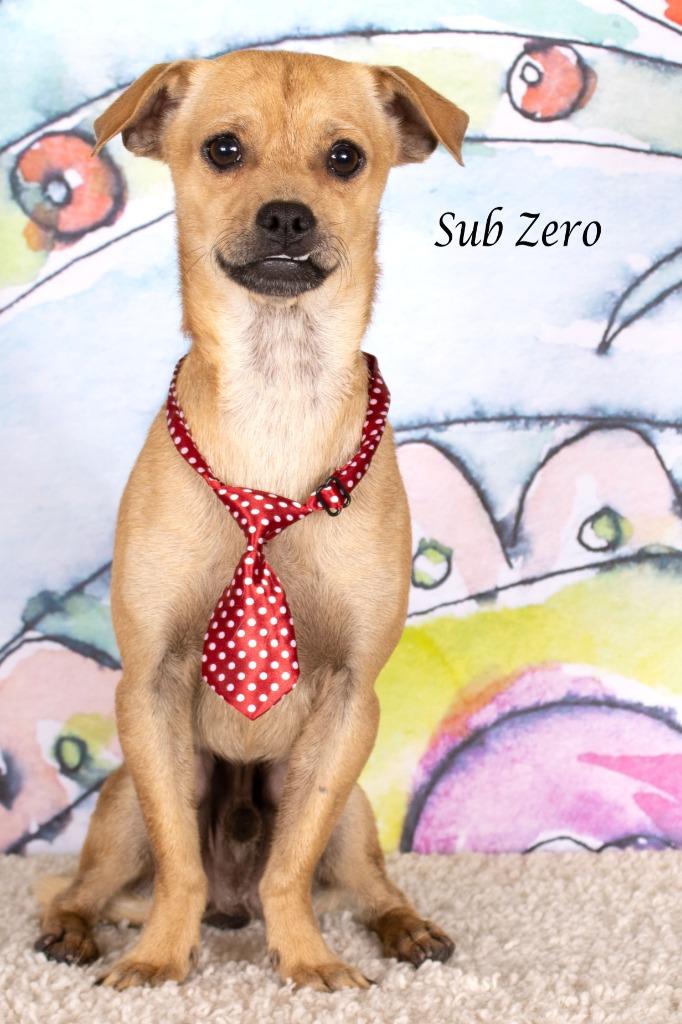 Enlarge Sub Zero, a Adoptable mixed breed in Gilbert, AZ image 2/3