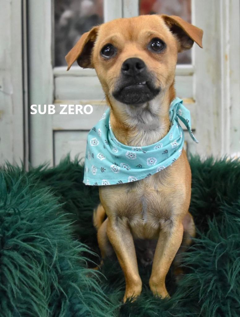 Enlarge Sub Zero, a Adoptable mixed breed in Gilbert, AZ image 3/3