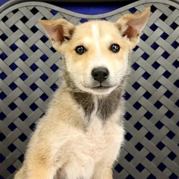 Enlarge Midland, a Adoptable mixed breed in Midland, TX image 1/1