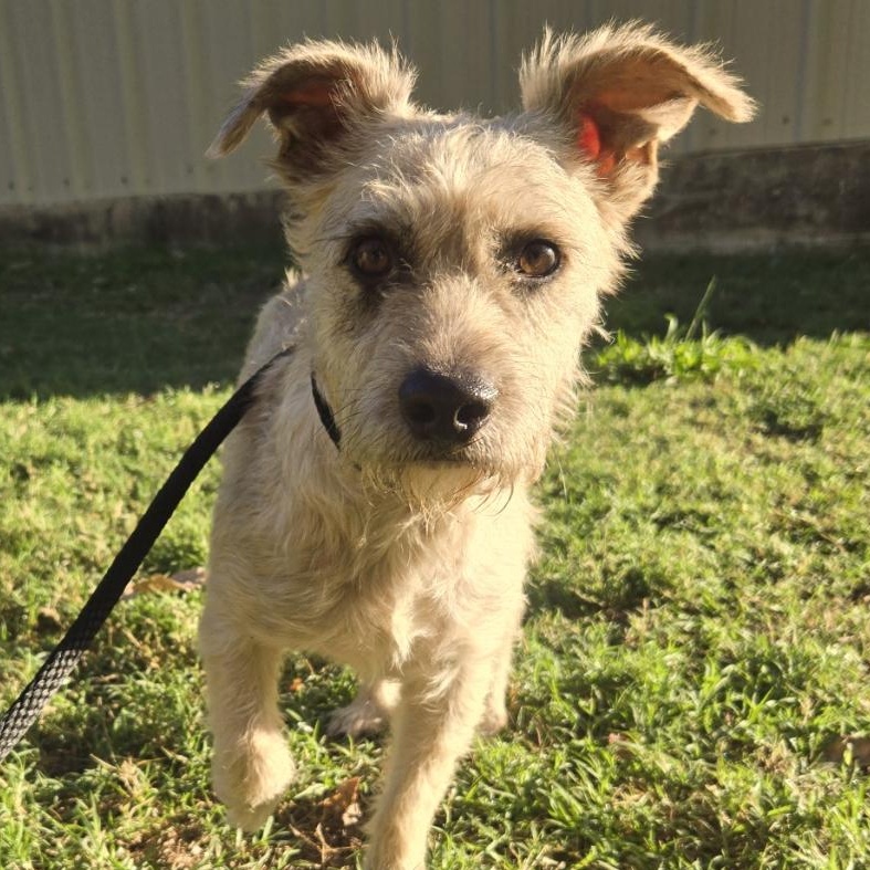 Enlarge Miso, a Adoptable mixed breed in Mansfield, TX image 2/5