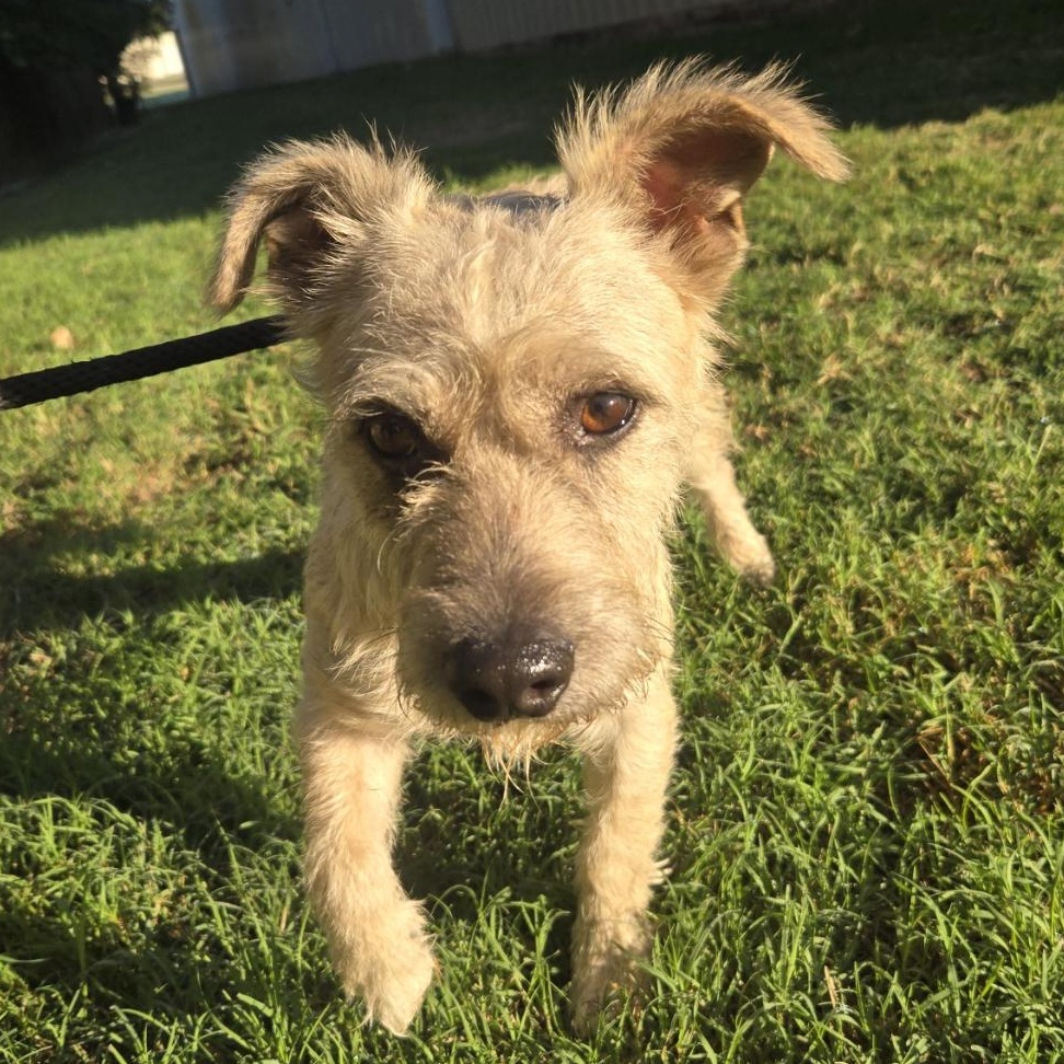 Enlarge Miso, a Adoptable mixed breed in Mansfield, TX image 4/5