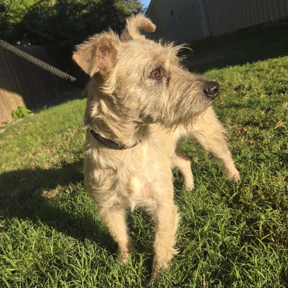 Enlarge Miso, a Adoptable mixed breed in Mansfield, TX image 3/5