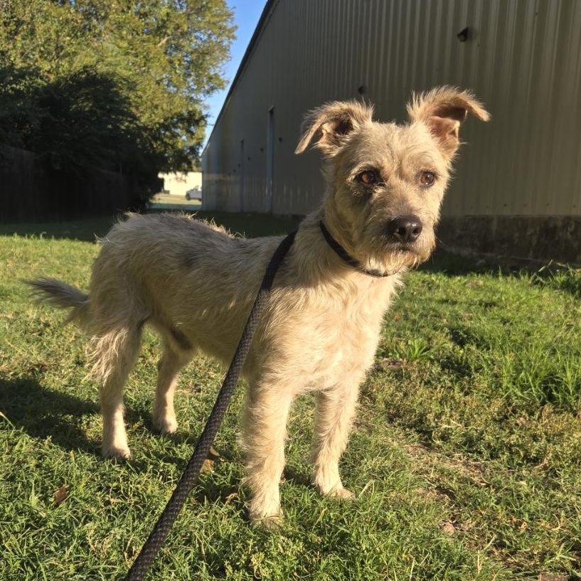 Miso, Adoptable, Young Male Terrier & Schnauzer.
