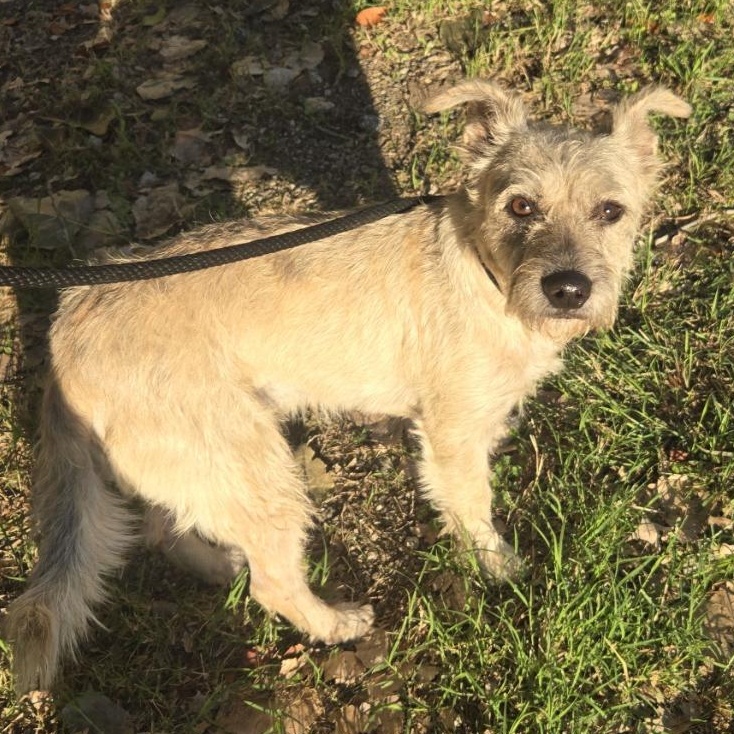 Enlarge Miso, a Adoptable mixed breed in Mansfield, TX image 5/5