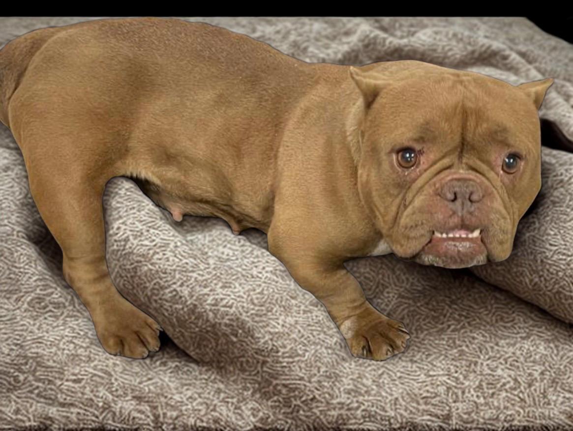 Lovie, ADOPTABLE, Adult Female French Bulldog.
