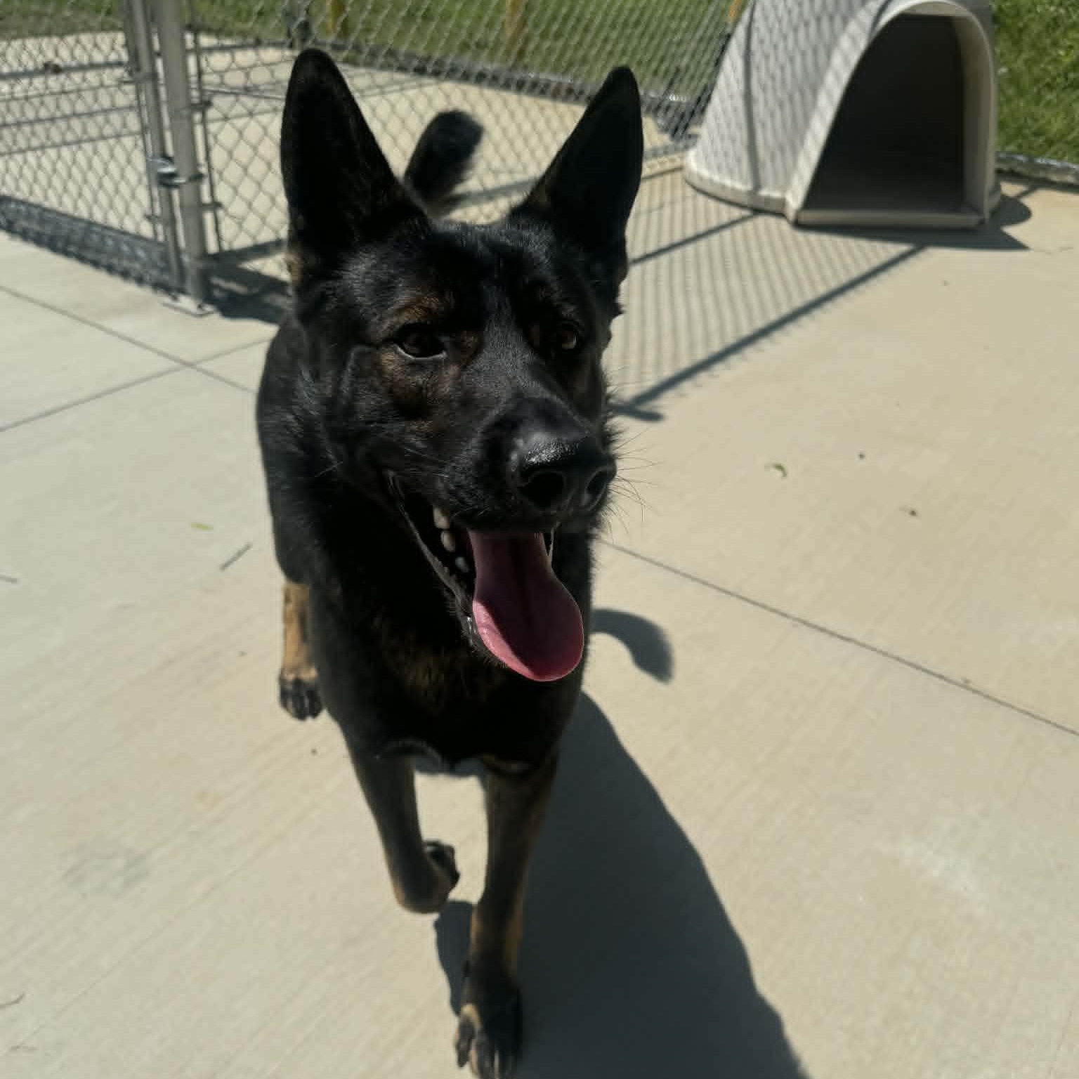 Jerry , a ADOPTABLE German Shepherd Dog in Chesterfield, MO image 2/3