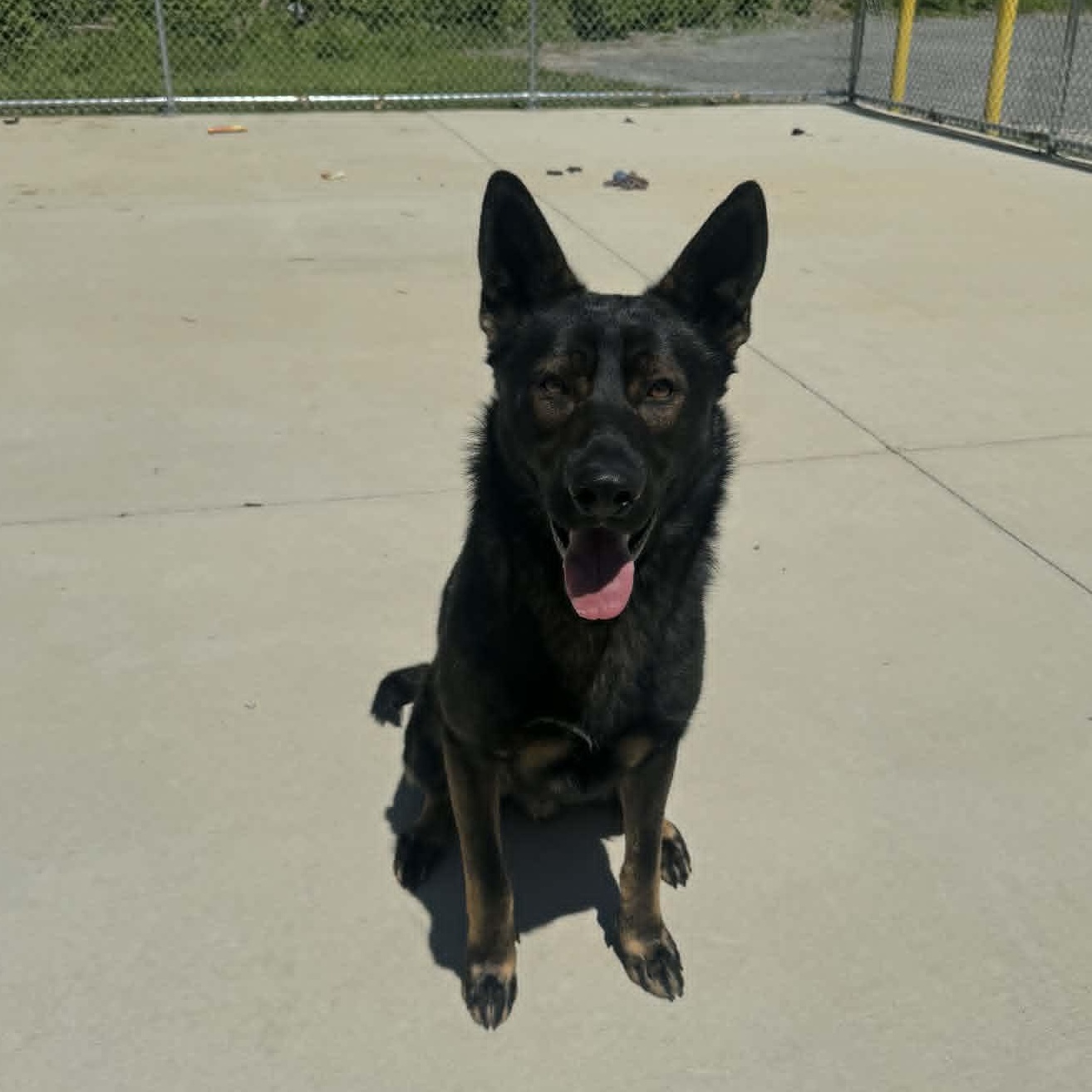 Jerry , ADOPTABLE, Adult Male German Shepherd Dog.