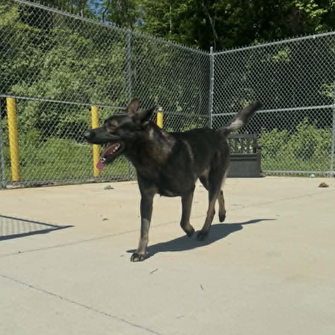 Jerry , a ADOPTABLE German Shepherd Dog in Chesterfield, MO image 3/3
