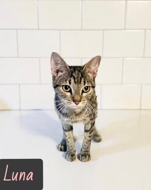 Luna, ADOPTABLE, Young Female Domestic Short Hair.