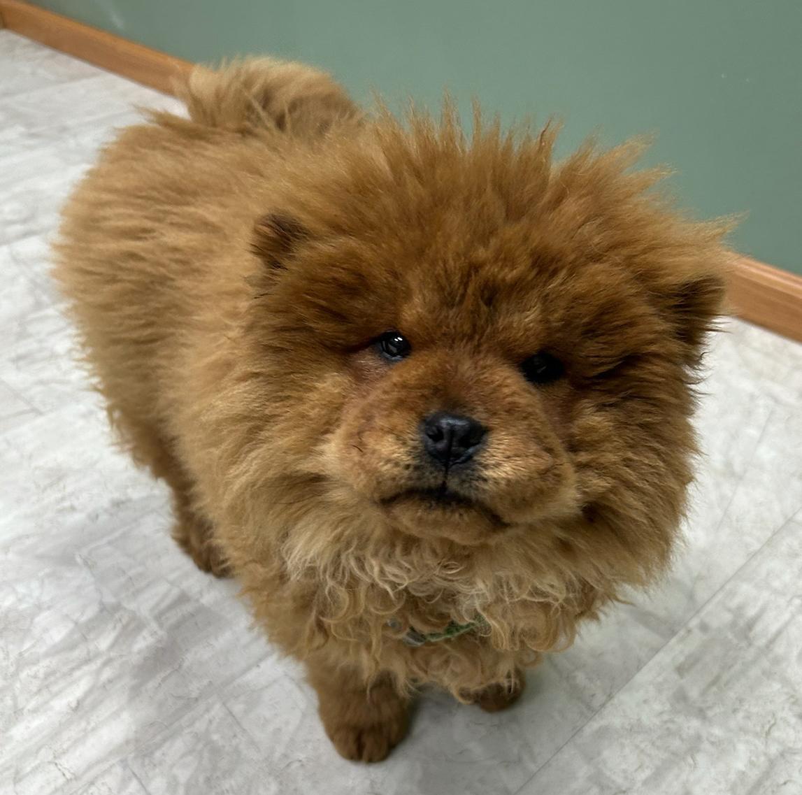 Leia, Adoptable, Puppy Female Chow Chow.