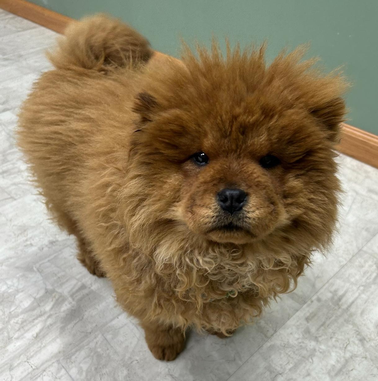 Enlarge Leia, a Adoptable mixed breed in Neillsville, WI image 3/3