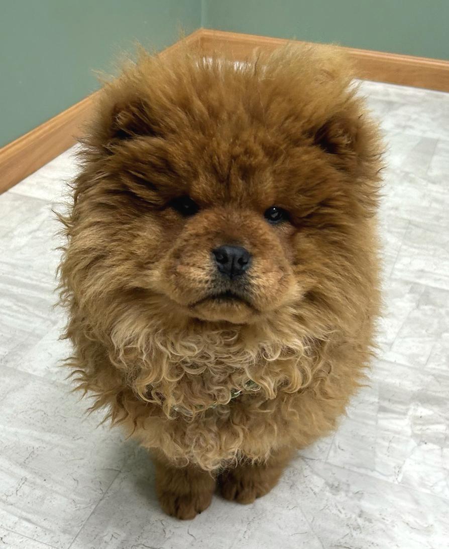 Enlarge Leia, a Adoptable mixed breed in Neillsville, WI image 2/3