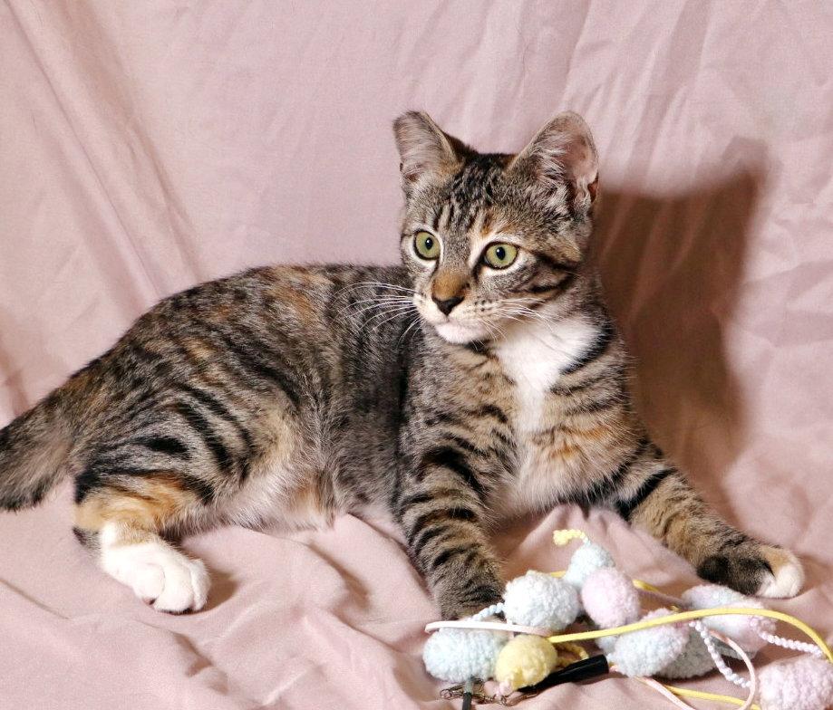 Callie, Adoptable, Kitten Female Torbie & Tabby.