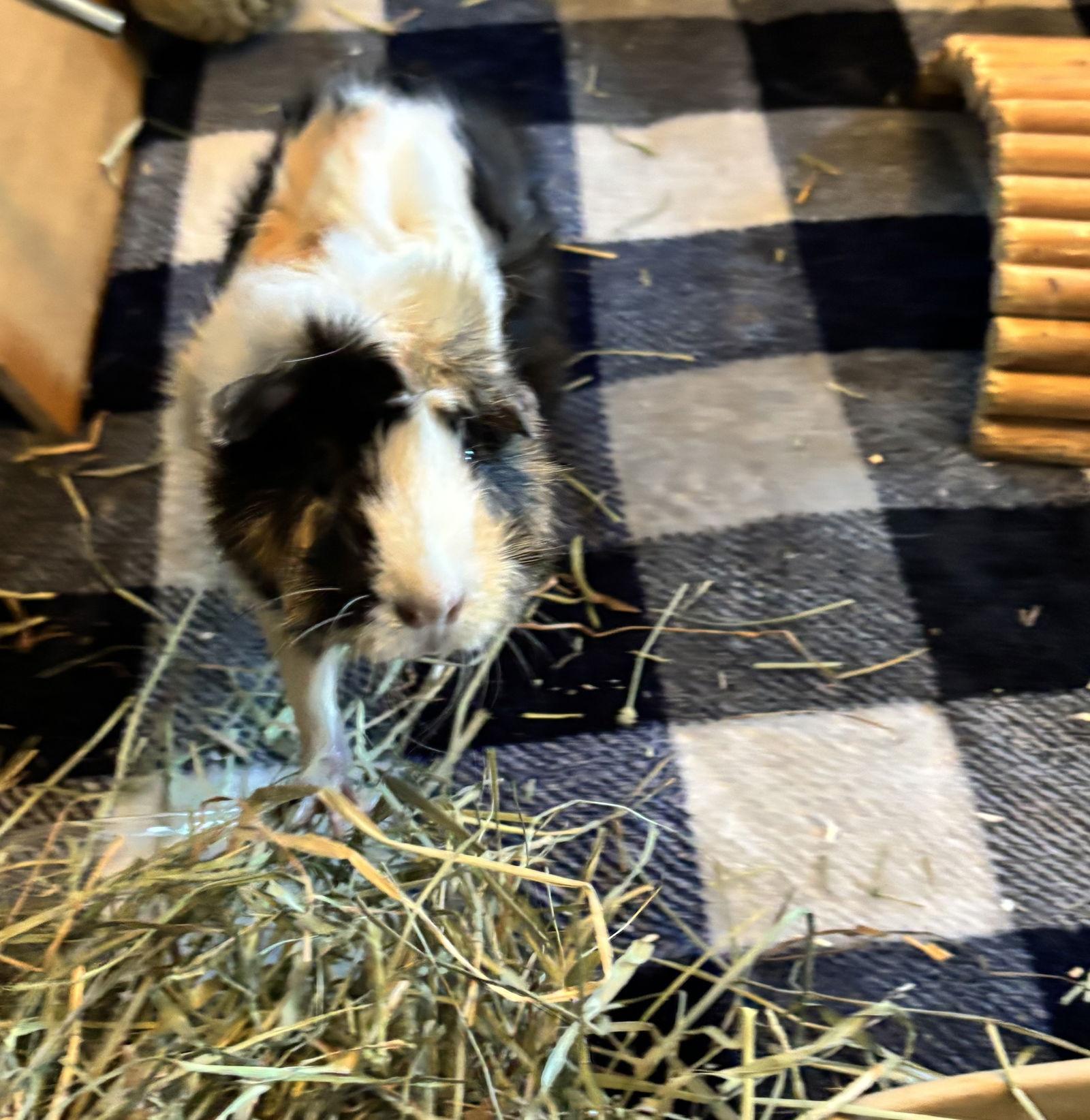 Enlarge Gilda, a Adoptable Guinea Pig in Aurora, IL image 2/3