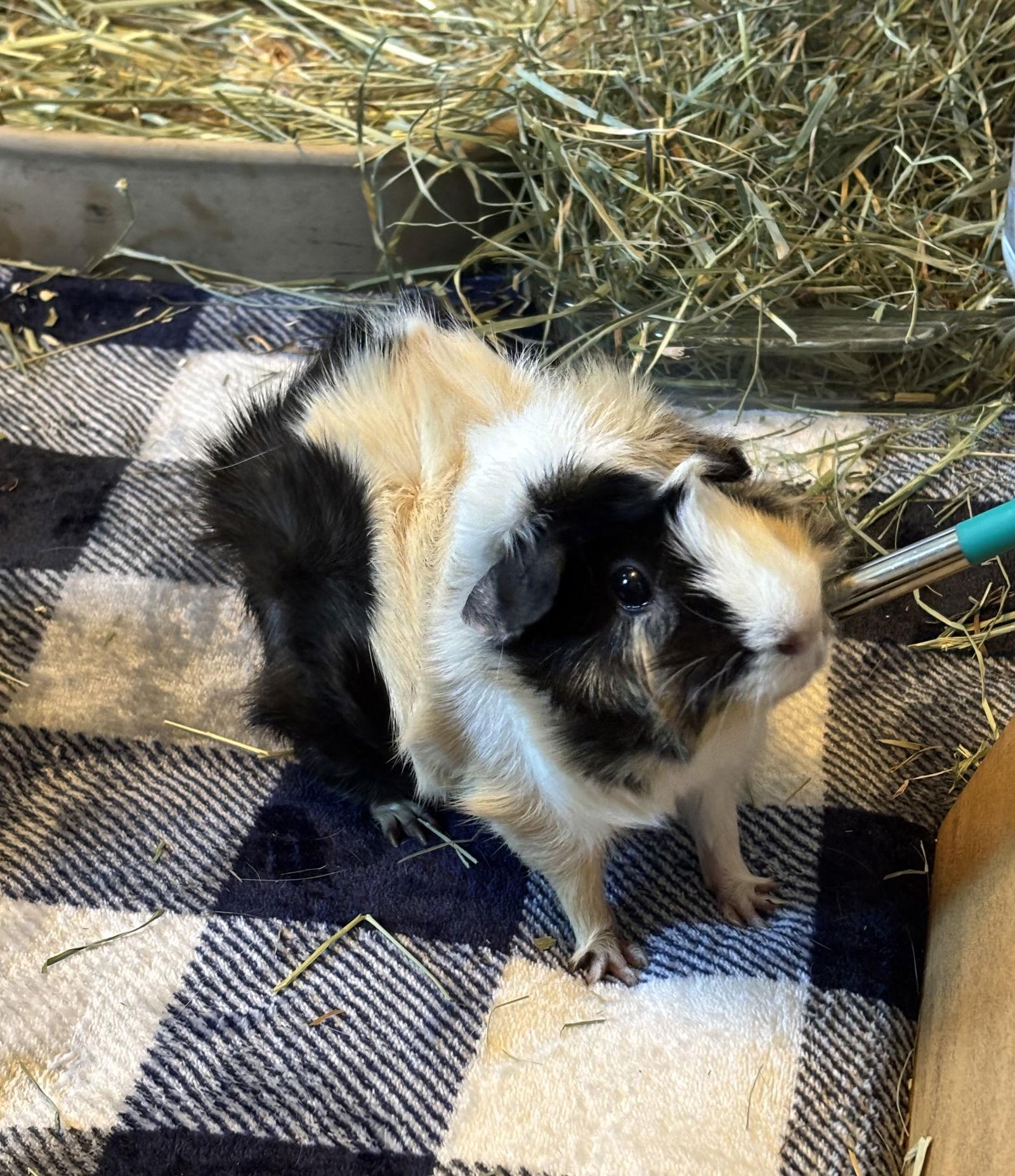 Enlarge Gilda, a Adoptable Guinea Pig in Aurora, IL image 3/3