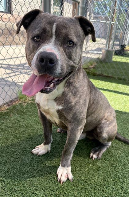 Enlarge WATSON, a Adoptable Mixed Breed in Columbia, SC image 1/1