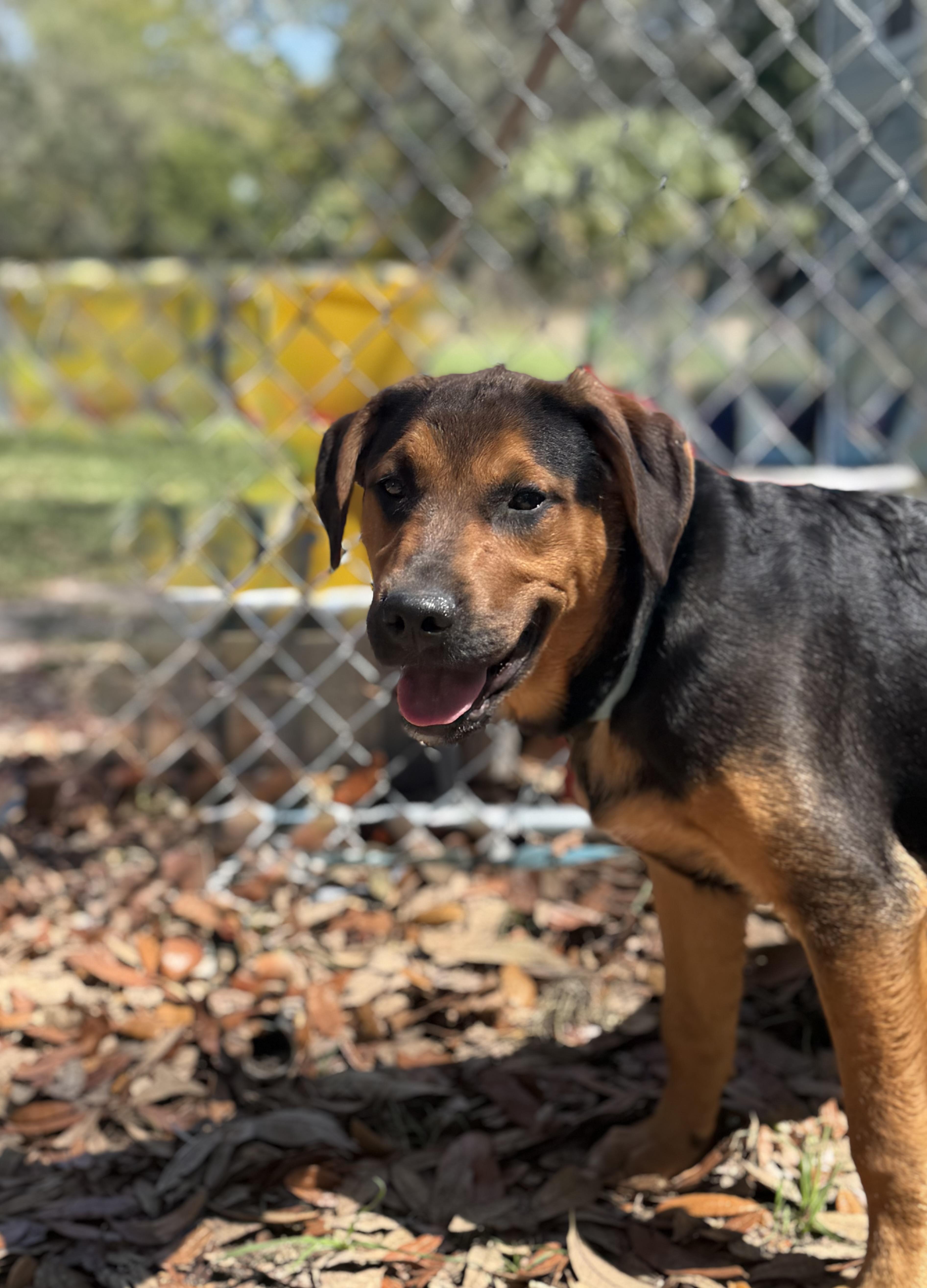 Enlarge Clay Walker , a ADOPTABLE mixed breed in DELTONA, FL image 2/3