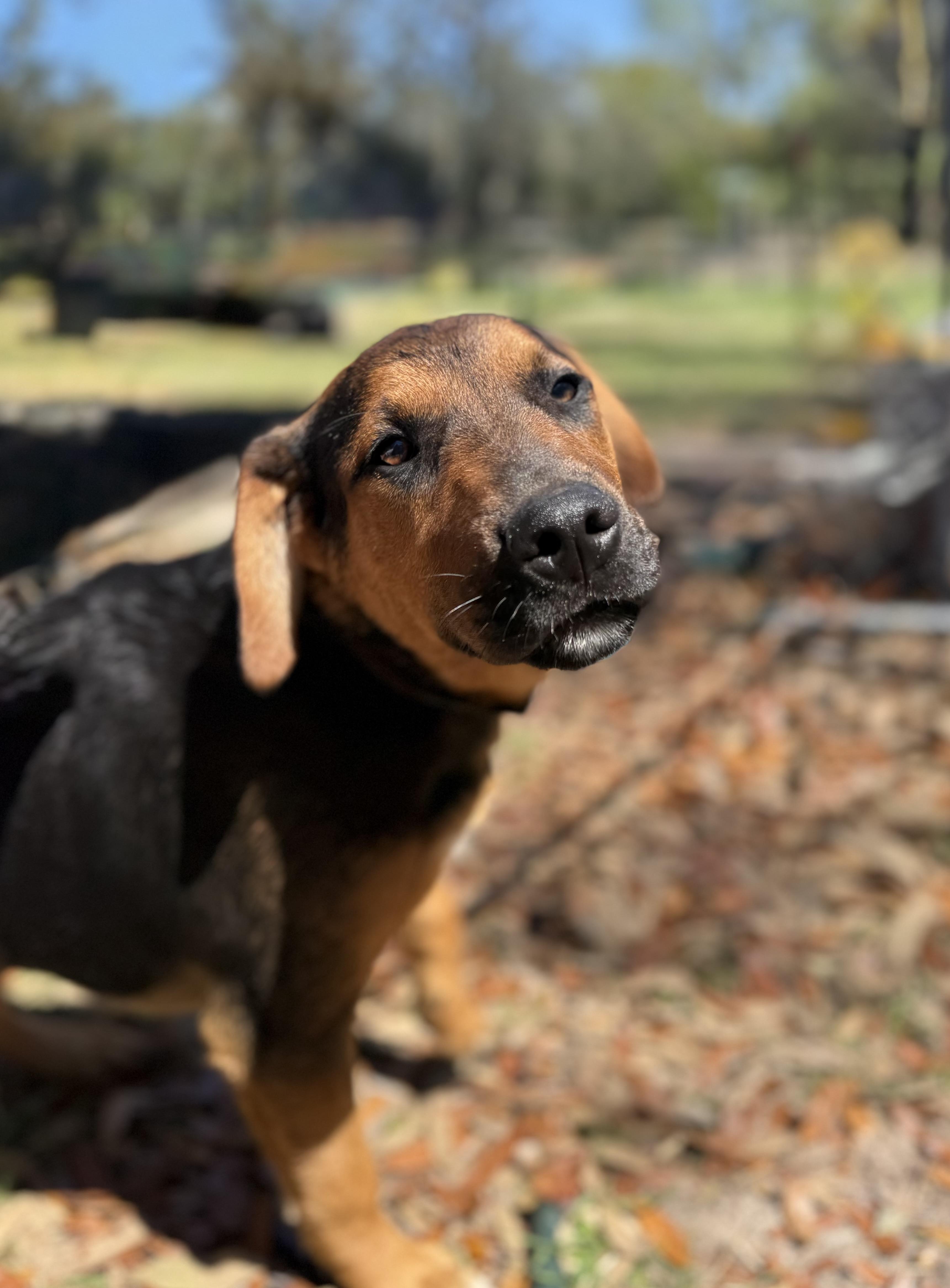 Clay Walker , ADOPTABLE, Young Male Golden Retriever & Australian Cattle Dog / Blue Heeler.