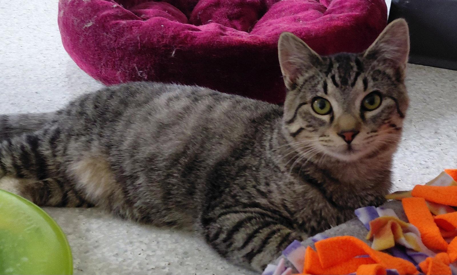 Enlarge Dobby @ The Cat's Brew, a Adopted mixed breed in Montello, WI image 1/3