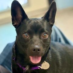 Enlarge Carina, an adopted mixed breed in Green Valley, AZ image 1/1