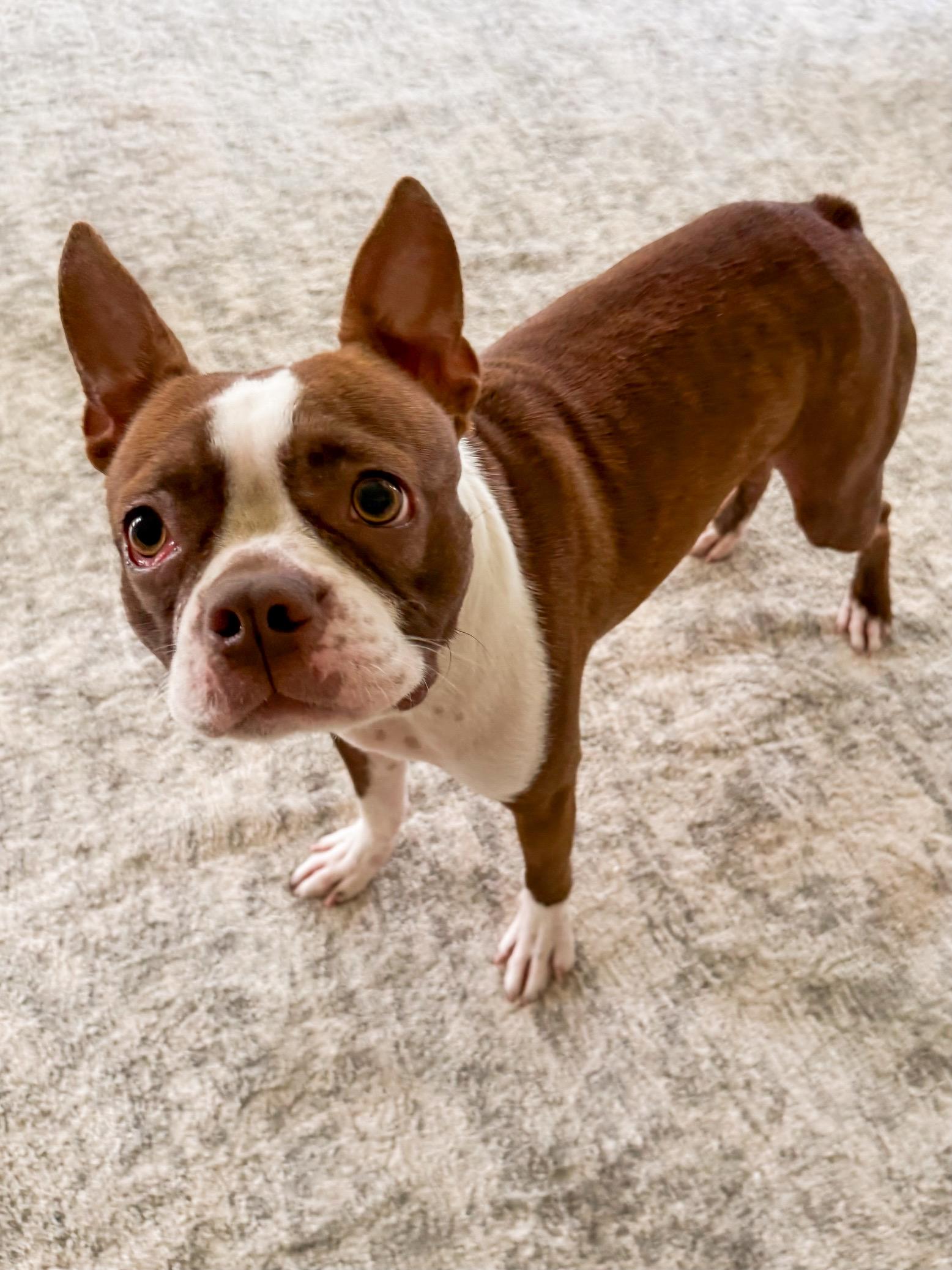 Brandi, adopted, Young Female Boston Terrier.