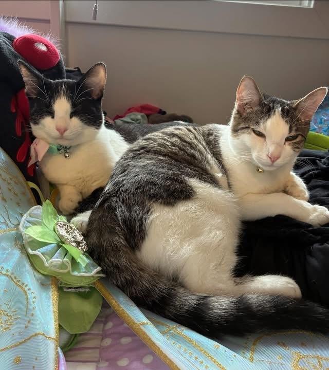 Blitzen, Adoptable, Kitten Male Domestic Short Hair.