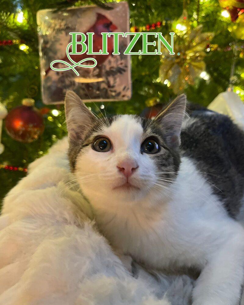 Blitzen, Adoptable, Kitten Male Domestic Short Hair.
