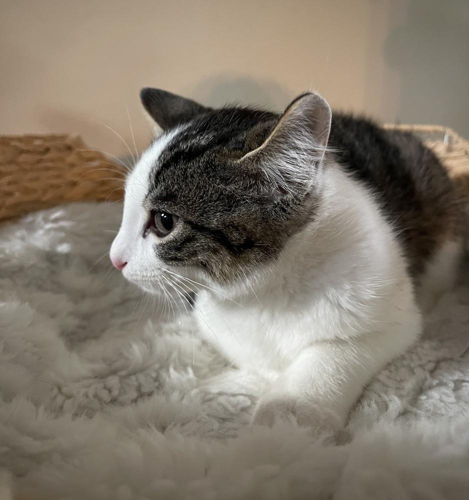 Enlarge Blitzen, a Adoptable mixed breed in Virginia Beach, VA image 3/6