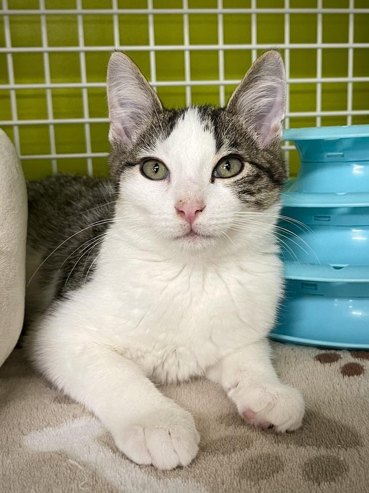 Enlarge Blitzen, a Adoptable mixed breed in Virginia Beach, VA image 4/6