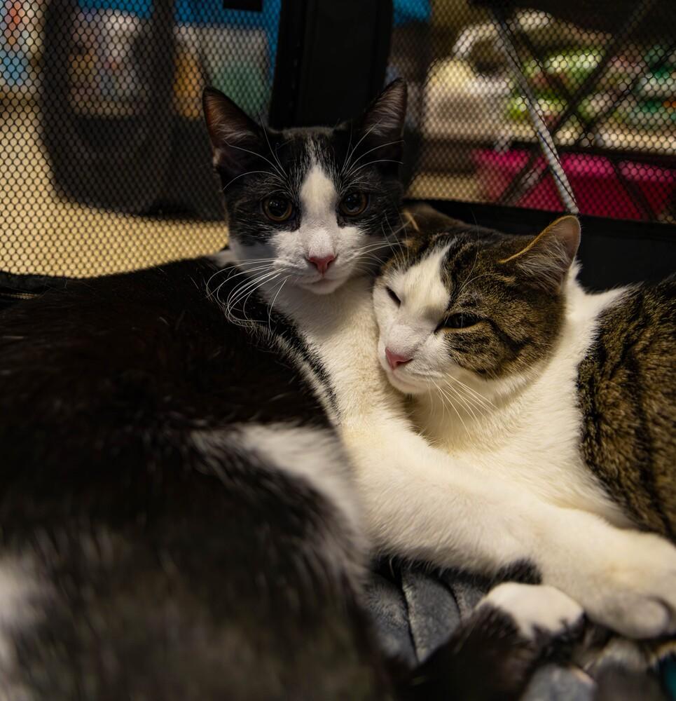 Enlarge Blitzen, a Adoptable mixed breed in Virginia Beach, VA image 5/6