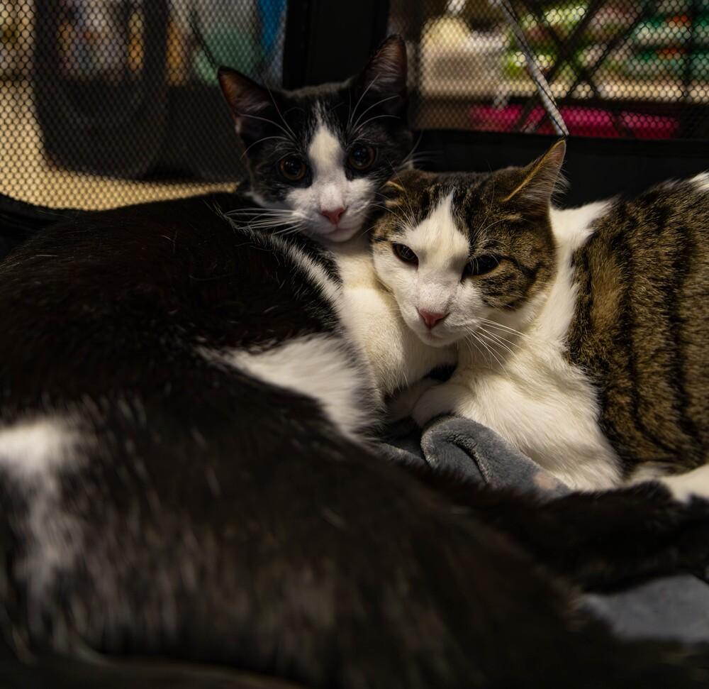 Enlarge Blitzen, a Adoptable mixed breed in Virginia Beach, VA image 6/6