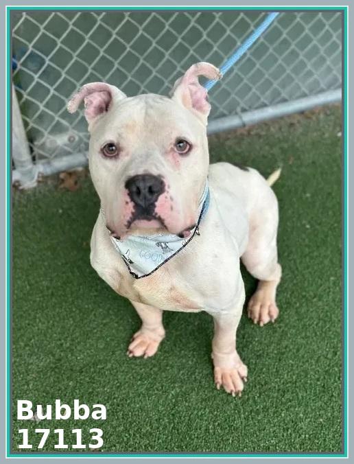 Enlarge BUBBA/SPIKE, an adoptable mixed breed in Marietta, GA image 2/6