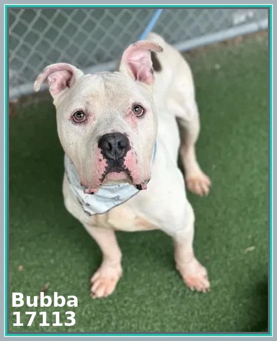 Enlarge BUBBA/SPIKE, an adoptable mixed breed in Marietta, GA image 6/6