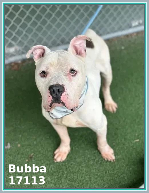 Enlarge BUBBA/SPIKE, an adoptable mixed breed in Marietta, GA image 5/6