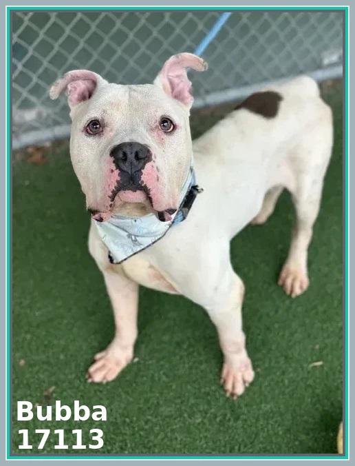 BUBBA/SPIKE, adoptable, Adult Male American Bulldog & Pit Bull Terrier.