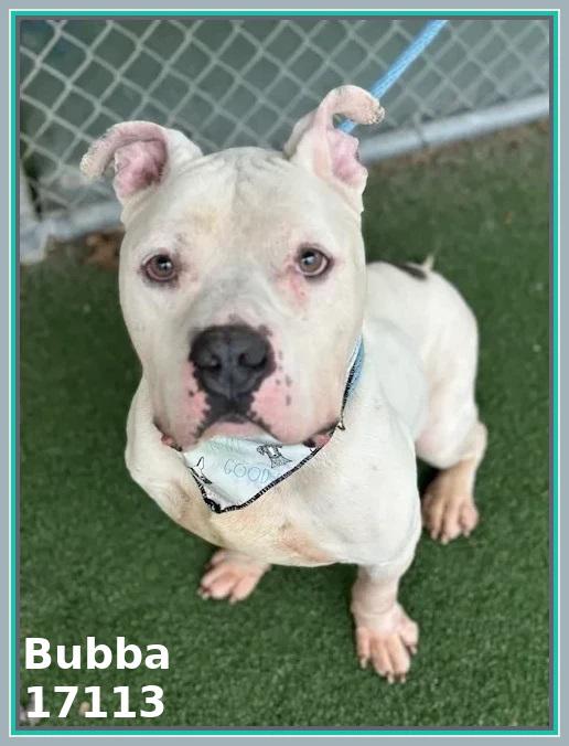 Enlarge BUBBA/SPIKE, an adoptable mixed breed in Marietta, GA image 4/6