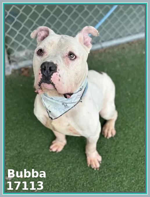 Enlarge BUBBA/SPIKE, an adoptable mixed breed in Marietta, GA image 3/6