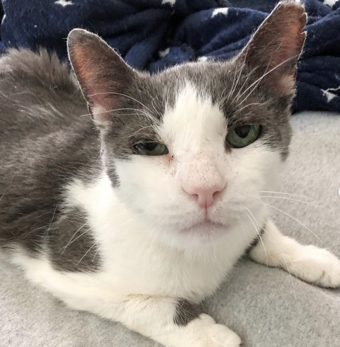 Enlarge Alejandro, a Adopted Domestic Short Hair in New York, NY image 1/3