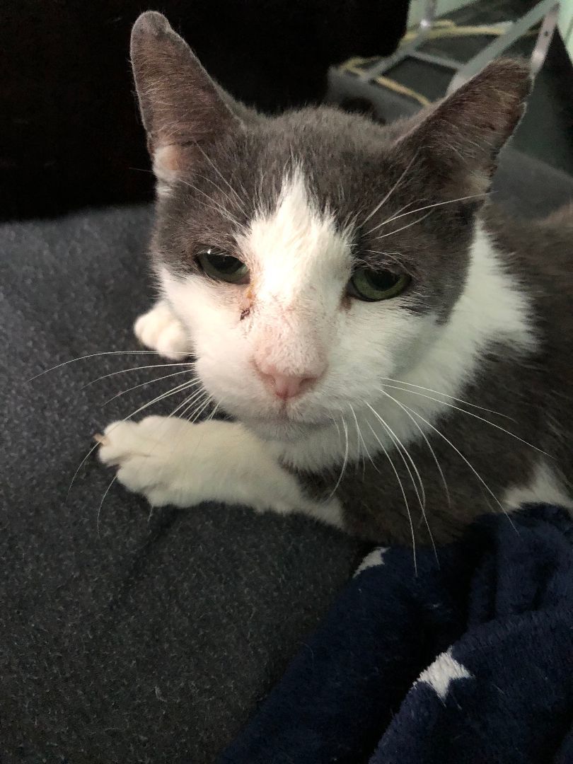 Enlarge Alejandro, a Adopted Domestic Short Hair in New York, NY image 3/3