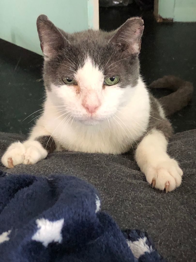 Enlarge Alejandro, a Adopted Domestic Short Hair in New York, NY image 2/3