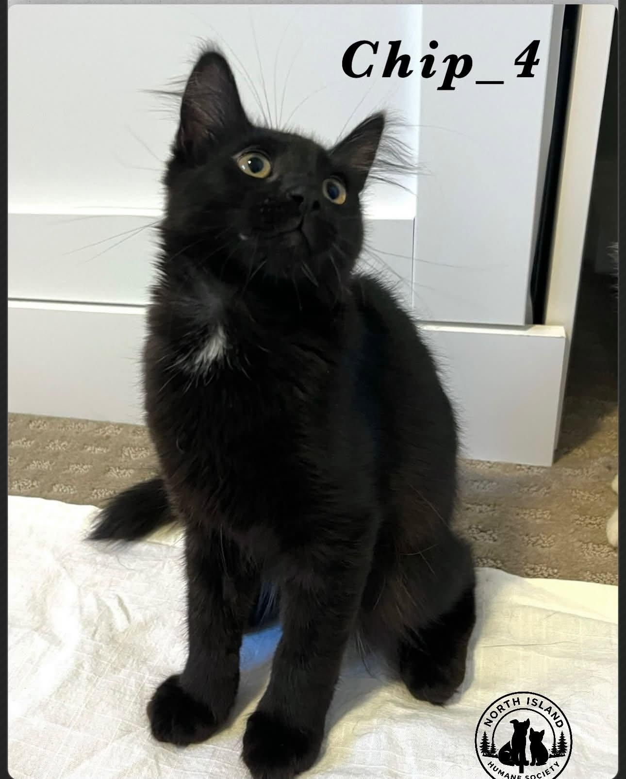 Enlarge Chip-4, a ADOPTABLE Domestic Medium Hair in Courtenay, BC image 1/1