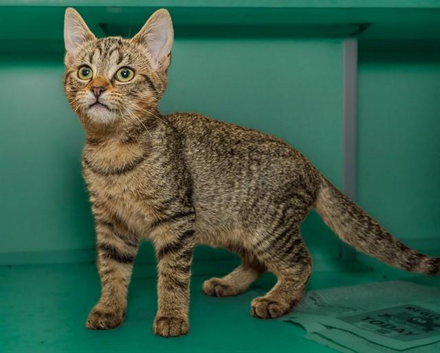 CEDAR, Adoptable, Kitten Female Domestic Short Hair.