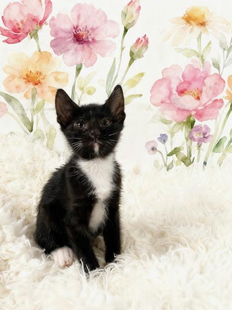 Enlarge Mario, a Adoptable Tuxedo in Tehachapi, CA image 1/1