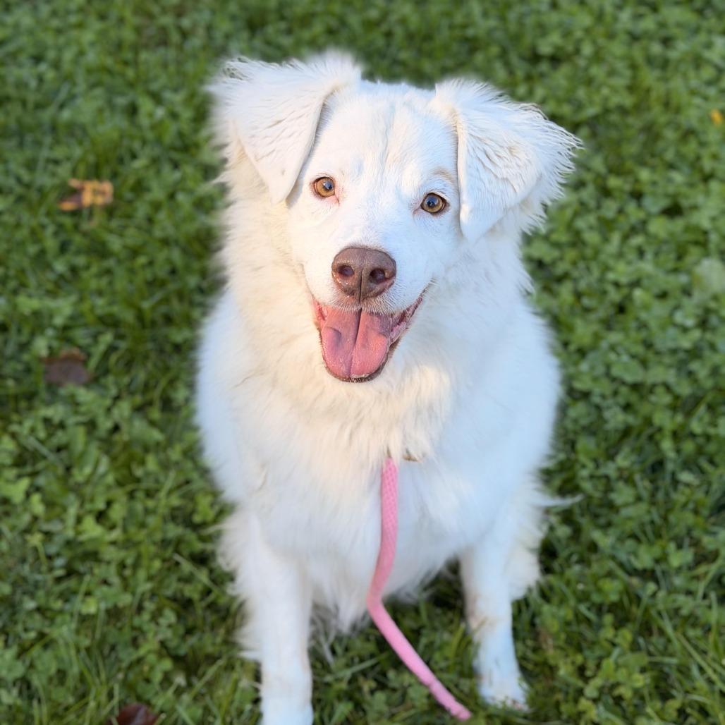 Gigi (bonded with Gable), Adoptable, Senior Female Great Pyrenees & Australian Shepherd.