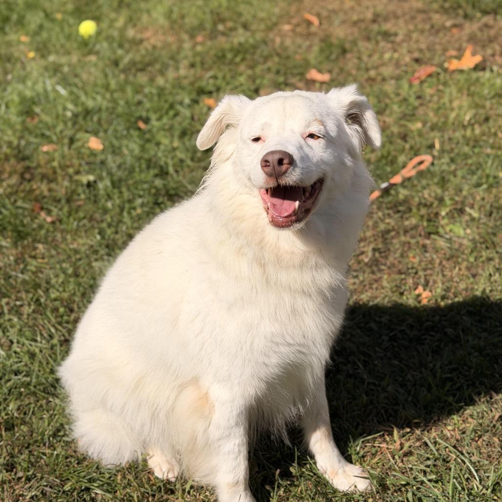 Enlarge Gigi (bonded with Gable), a Adoptable mixed breed in Sparta, NJ image 3/6